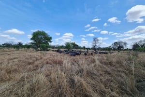 ザンジバル発：フライトとランチ付きの最高の一日サファリ ミクミ