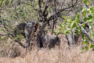 ザンジバル発：フライトとランチ付きの最高の一日サファリ ミクミ