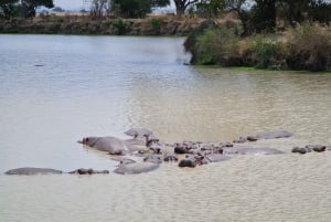 ザンジバル発：フライトとランチ付きの最高の一日サファリ ミクミ