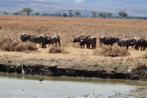 ザンジバル発：フライトとランチ付きの最高の一日サファリ ミクミ