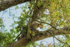 ザンジバル発：フライトとランチ付きの最高の一日サファリ ミクミ