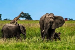 ザンジバル発：フライトとランチ付きの最高の一日サファリ ミクミ