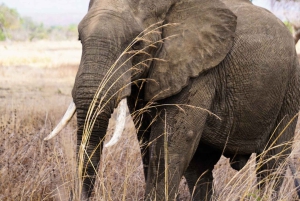 ザンジバル発：フライトとランチ付きの最高の一日サファリ ミクミ