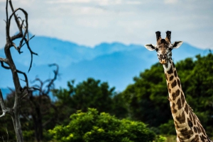 ザンジバル発：フライトとランチ付きの最高の一日サファリ ミクミ