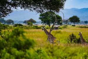 ザンジバル発：フライトとランチ付きの最高の一日サファリ ミクミ