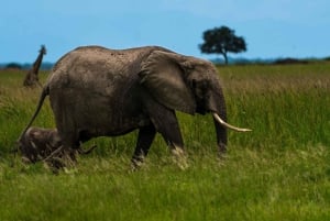 ザンジバル発：フライトとランチ付きの最高の一日サファリ ミクミ
