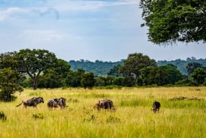 ザンジバル発：フライトとランチ付きの最高の一日サファリ ミクミ