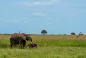 ザンジバル発：フライトとランチ付きの最高の一日サファリ ミクミ