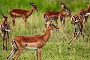 ザンジバル発：フライトとランチ付きの最高の一日サファリ ミクミ