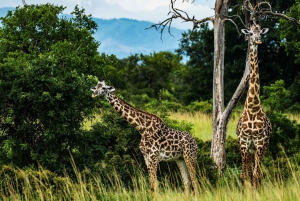ザンジバル発：フライトとランチ付きの最高の一日サファリ ミクミ