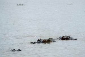 ザンジバル発：フライトとランチ付きの最高の一日サファリ ミクミ