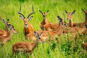 ザンジバル発：フライトとランチ付きの最高の一日サファリ ミクミ