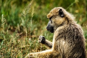 ザンジバル発：フライトとランチ付きの最高の一日サファリ ミクミ