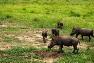 ザンジバル発：フライトとランチ付きの最高の一日サファリ ミクミ