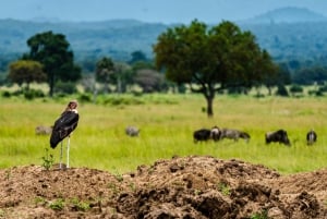 ザンジバル発：フライトとランチ付きの最高の一日サファリ ミクミ