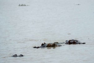 ザンジバル発：フライトとランチ付きの最高の一日サファリ ミクミ