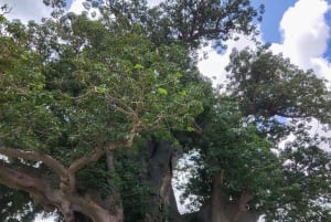 ザンジバル発：フライトとランチ付きの最高の一日サファリ ミクミ