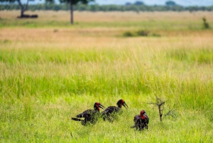 ザンジバル発：フライトとランチ付きの最高の一日サファリ ミクミ