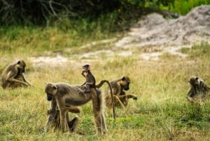 From Zanzibar: Best Day Safari Selous with flights and lunch