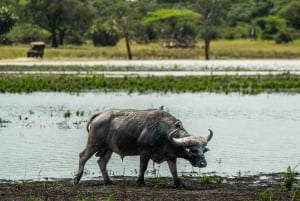 From Zanzibar: Best Day Safari Selous with flights and lunch