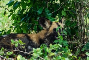 From Zanzibar: Best Day Safari Selous with flights and lunch