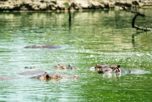 From Zanzibar: Best Day Safari Selous with flights and lunch