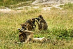 From Zanzibar: Best Day Safari Selous with flights and lunch