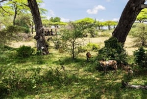 From Zanzibar: Best Day Safari Selous with flights and lunch