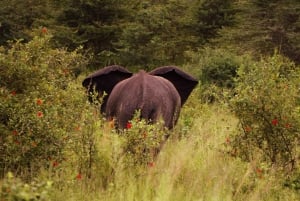 From Zanzibar: Best Day Safari Selous with flights and lunch