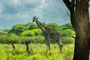 From Zanzibar: Best Day Safari Selous with flights and lunch