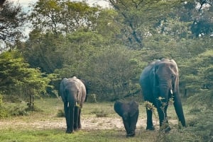 From Zanzibar: Best Day Safari Selous with flights and lunch