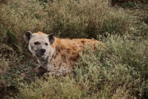 From Zanzibar: Best Day Safari Selous with flights and lunch