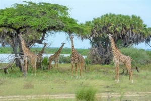 From Zanzibar: Best Day Safari Selous with flights and lunch