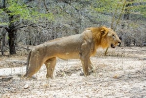 From Zanzibar: Best Day Safari Selous with flights and lunch