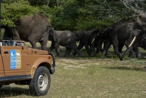 From Zanzibar: Best Day Safari Selous with flights and lunch