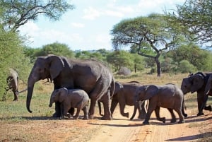 From Zanzibar: Best Day Safari Selous with flights and lunch