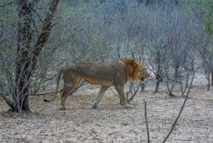 From Zanzibar: Best Day Safari Selous with flights and lunch