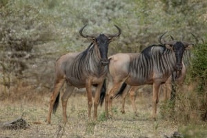 From Zanzibar: Best Day Safari Selous with flights and lunch