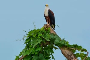 From Zanzibar: Best Day Safari Selous with flights and lunch