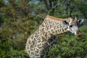 Vanuit Zanzibar: Best Day Safari Selous met vluchten en lunch