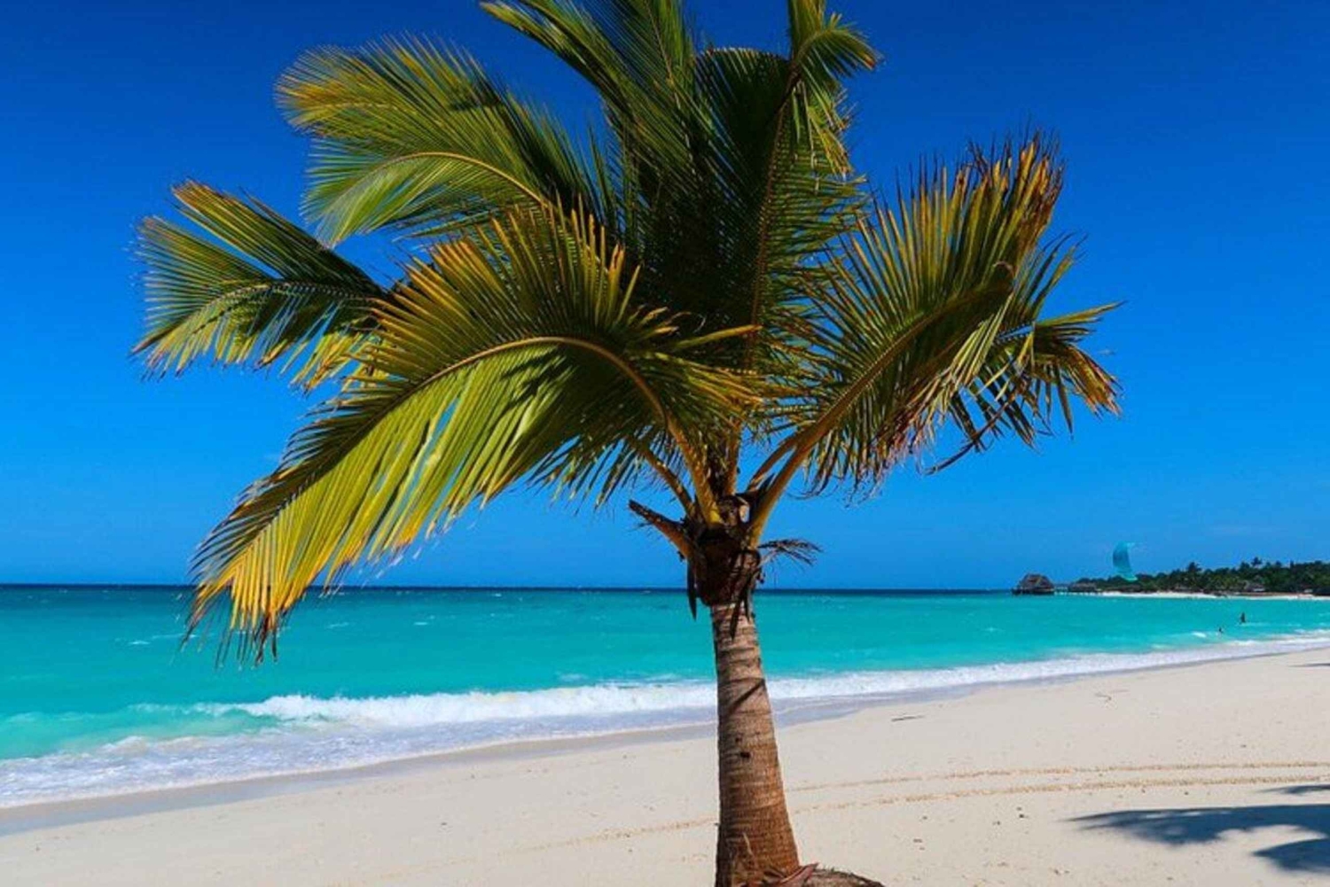 Z miasta Zanzibar do Nungwi: pływanie z żółwiami + plaża i zachód słońca