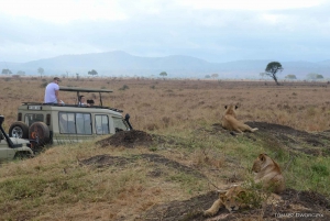 Von Sansibar: Tagessafari zum Mikumi-Nationalpark