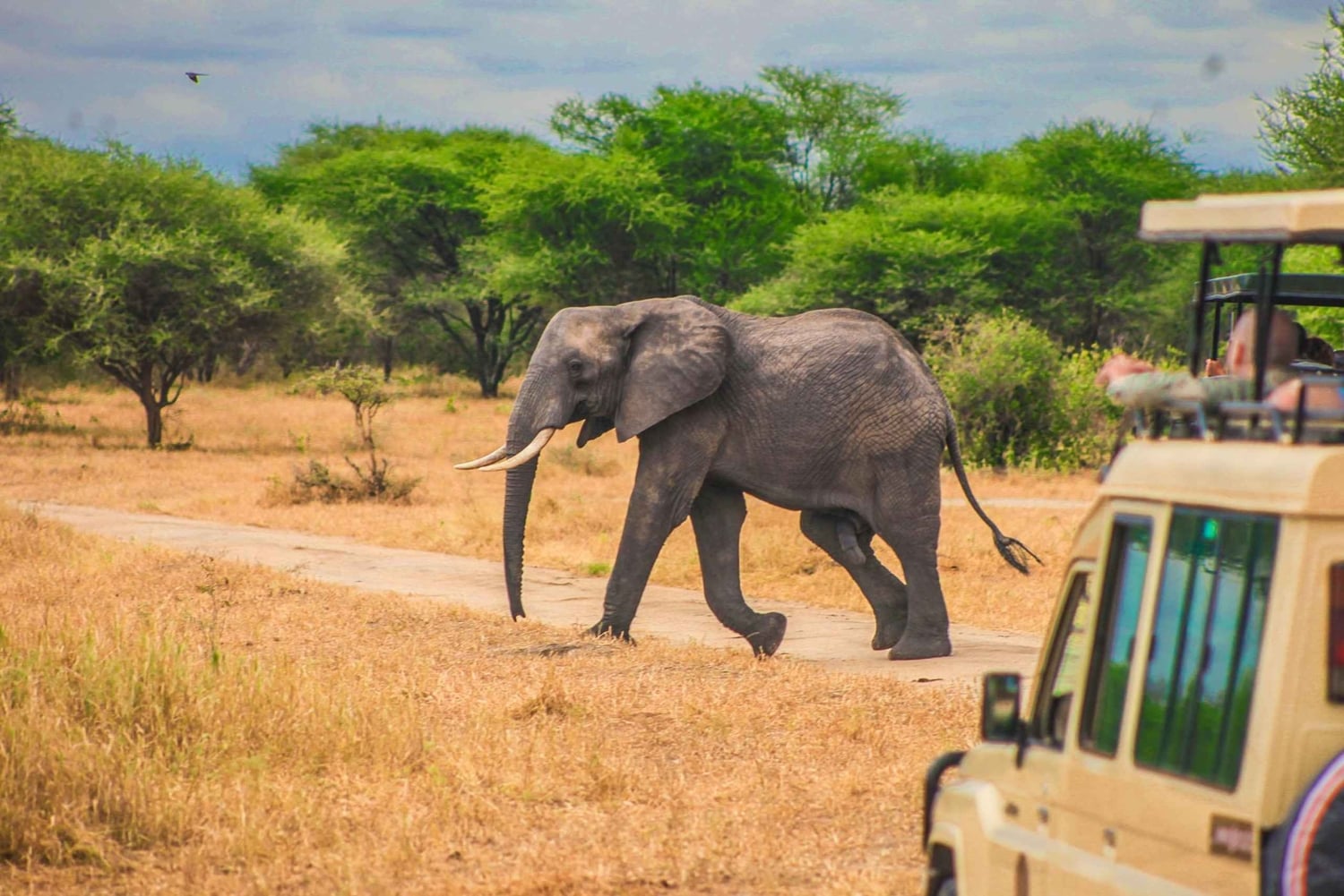 Fra Zanzibar: Dagsafari til Selous Game Reserve med fly