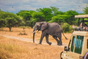 Fra Zanzibar: Dagsafari til Selous Game Reserve med fly