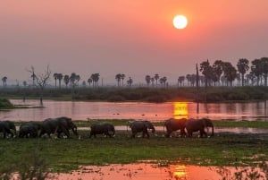 Fra Zanzibar: Dagsafari til Selous Game Reserve med fly