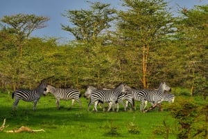 Fra Zanzibar: Dagsafari til Selous Game Reserve med fly