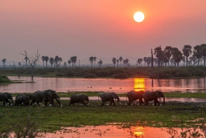 Fra Zanzibar: Dagsafari til Selous Game Reserve med fly