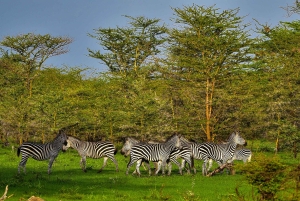 Fra Zanzibar: Dagsafari til Selous Game Reserve med fly