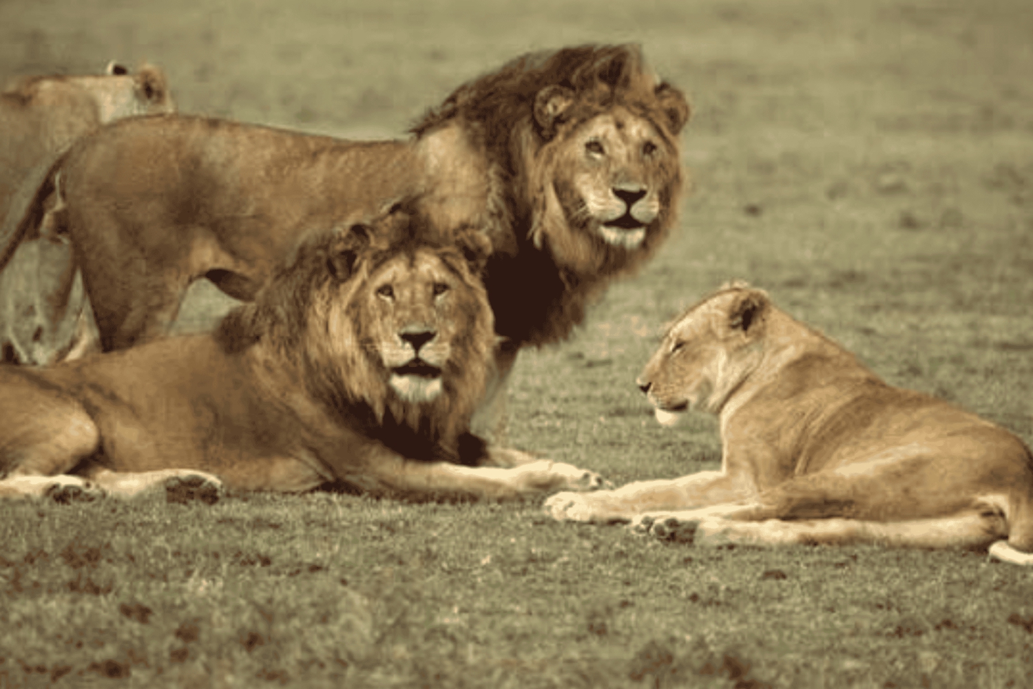 Da Zanzibar: gita di 1 giorno al Selous con pranzo e volo