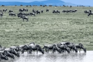 Desde Zanzíbar: excursión de 1 día a Selous con almuerzo y vuelo